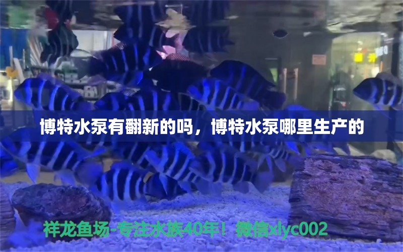 博特水泵有翻新的吗，博特水泵哪里生产的 博特水族 第1张