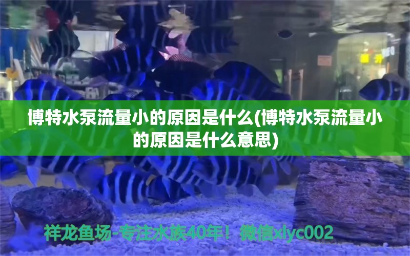 博特水泵流量小的原因是什么(博特水泵流量小的原因是什么意思)