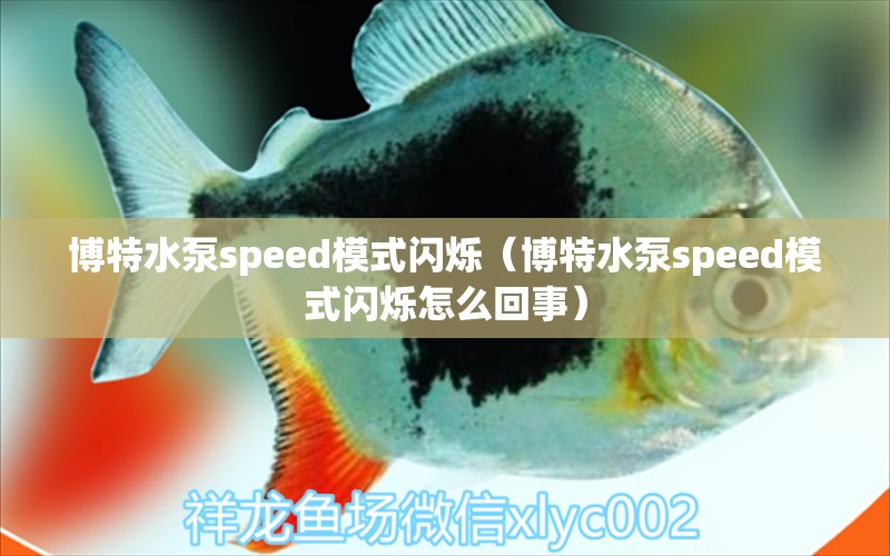 博特水泵speed模式闪烁（博特水泵speed模式闪烁怎么回事）