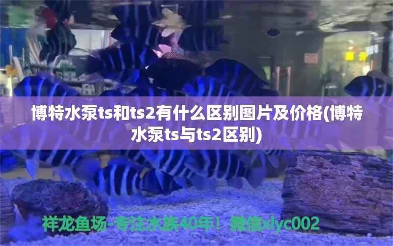 博特水泵ts和ts2有什么区别图片及价格(博特水泵ts与ts2区别)