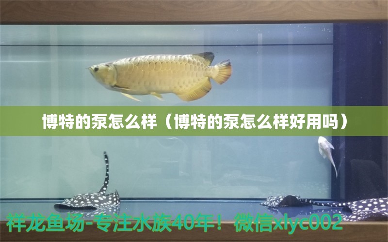 博特的泵怎么样（博特的泵怎么样好用吗）