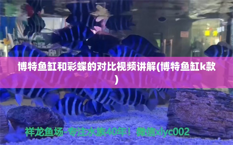 博特鱼缸和彩蝶的对比视频讲解(博特鱼缸k款)