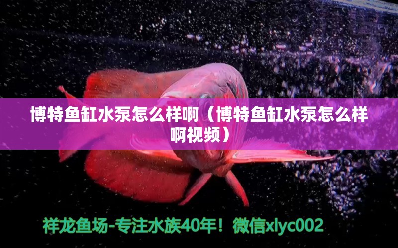 博特鱼缸水泵怎么样啊（博特鱼缸水泵怎么样啊视频）