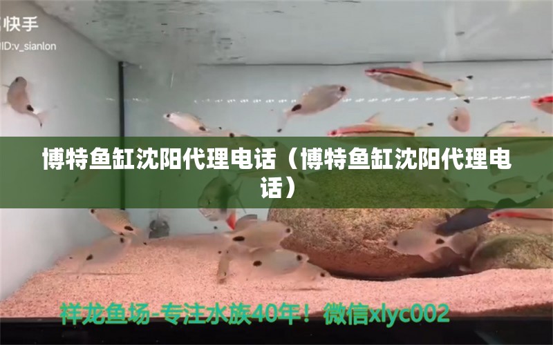 博特鱼缸沈阳代理电话（博特鱼缸沈阳代理电话）