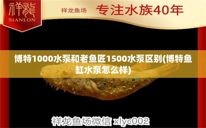 博特1000水泵和老鱼匠1500水泵区别(博特鱼缸水泵怎么样)