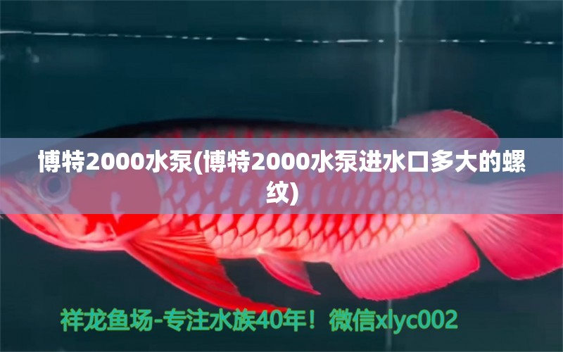 博特2000水泵(博特2000水泵进水口多大的螺纹)