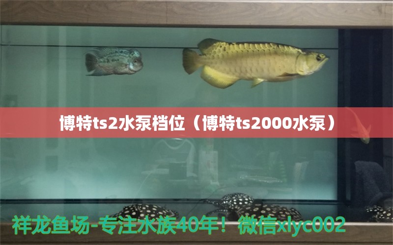 博特ts2水泵档位（博特ts2000水泵） 博特水族