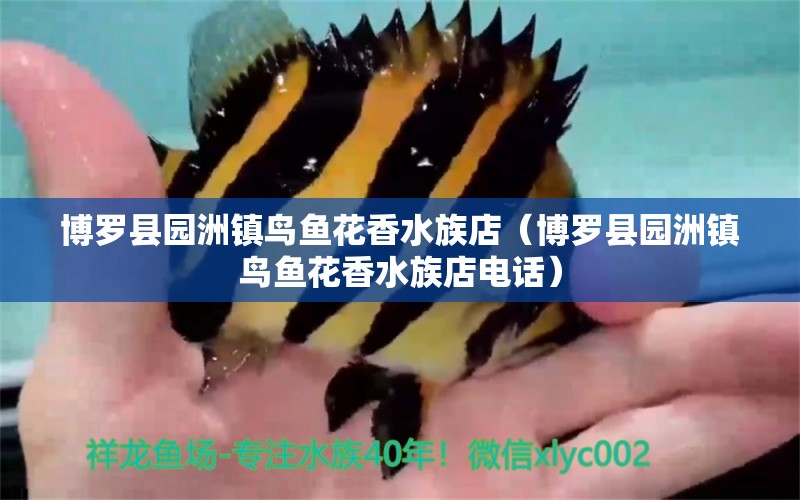 博罗县园洲镇鸟鱼花香水族店（博罗县园洲镇鸟鱼花香水族店电话）