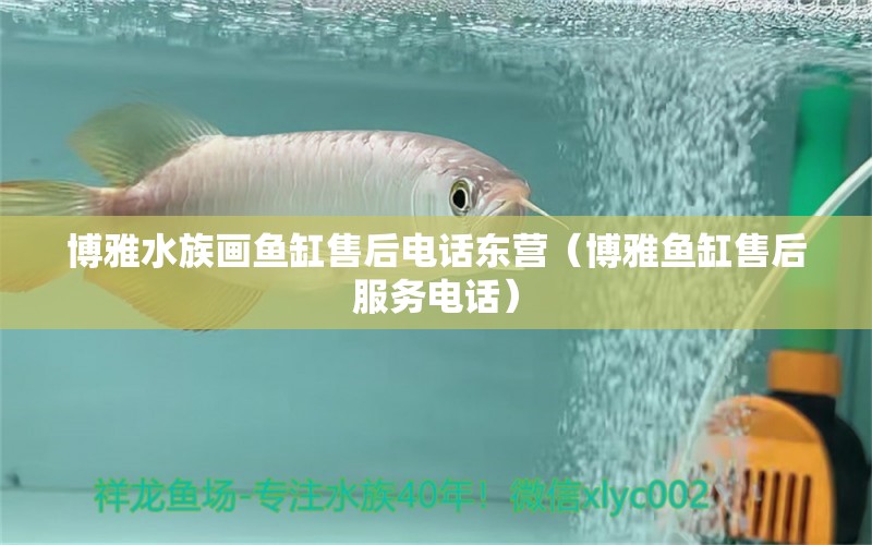 博雅水族画鱼缸售后电话东营（博雅鱼缸售后服务电话） 水族主题相关