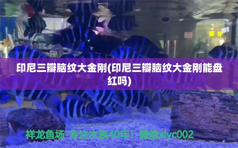 印尼三瓣脑纹大金刚(印尼三瓣脑纹大金刚能盘红吗) 虎纹银版鱼