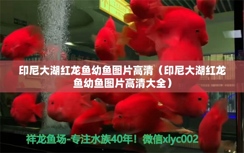 印尼大湖红龙鱼幼鱼图片高清（印尼大湖红龙鱼幼鱼图片高清大全） 大湖红龙鱼