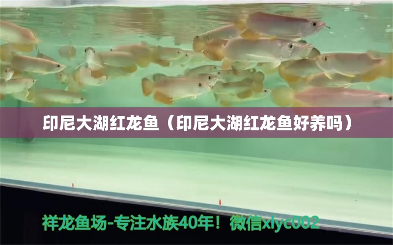 印尼大湖红龙鱼（印尼大湖红龙鱼好养吗）