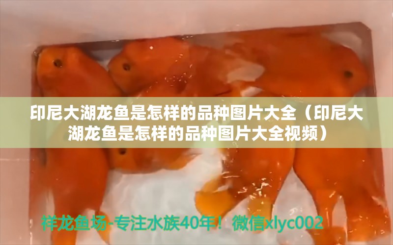 印尼大湖龙鱼是怎样的品种图片大全（印尼大湖龙鱼是怎样的品种图片大全视频）