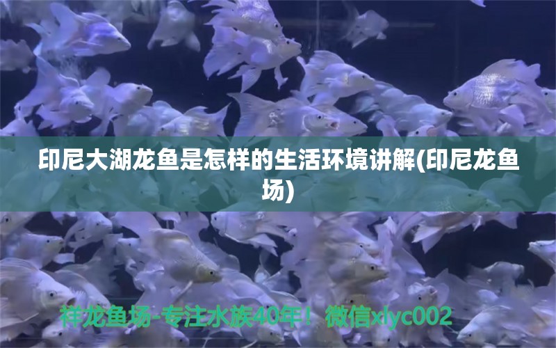 印尼大湖龙鱼是怎样的生活环境讲解(印尼龙鱼场)