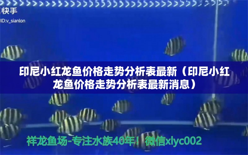 印尼小红龙鱼价格走势分析表最新（印尼小红龙鱼价格走势分析表最新消息）