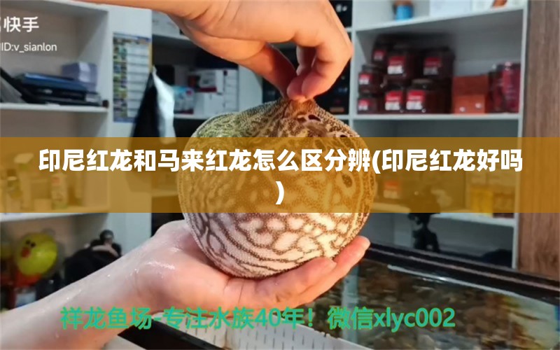 印尼红龙和马来红龙怎么区分辨(印尼红龙好吗) 观赏鱼企业目录