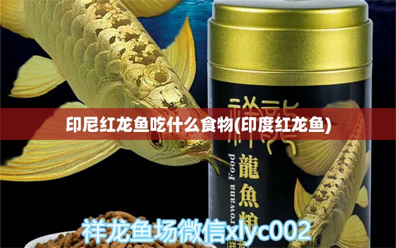 印尼红龙鱼吃什么食物(印度红龙鱼) 印尼红龙鱼 第1张