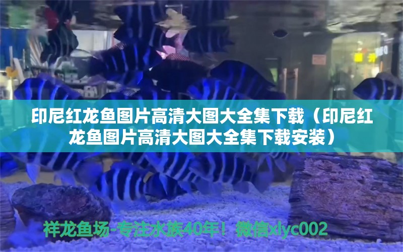 印尼红龙鱼图片高清大图大全集下载（印尼红龙鱼图片高清大图大全集下载安装） 印尼红龙鱼