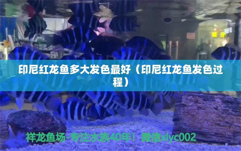 印尼红龙鱼多大发色最好（印尼红龙鱼发色过程）