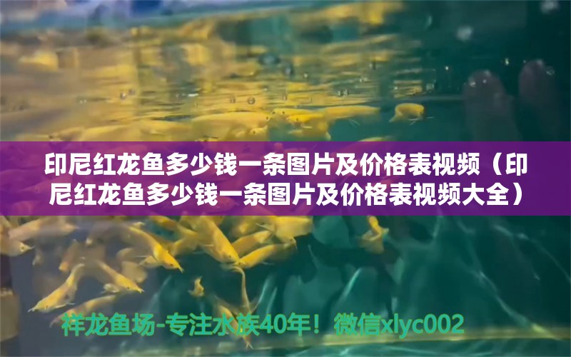 印尼红龙鱼多少钱一条图片及价格表视频（印尼红龙鱼多少钱一条图片及价格表视频大全）