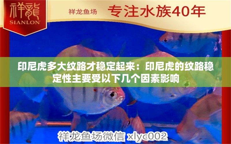 印尼虎多大纹路才稳定起来：印尼虎的纹路稳定性主要受以下几个因素影响