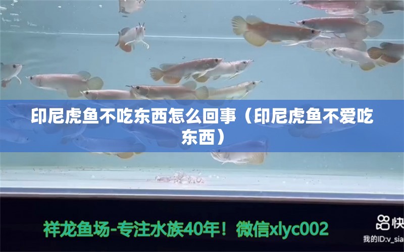 印尼虎鱼不吃东西怎么回事（印尼虎鱼不爱吃东西） 虎鱼百科 第1张