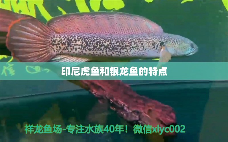 印尼虎鱼和银龙鱼的特点