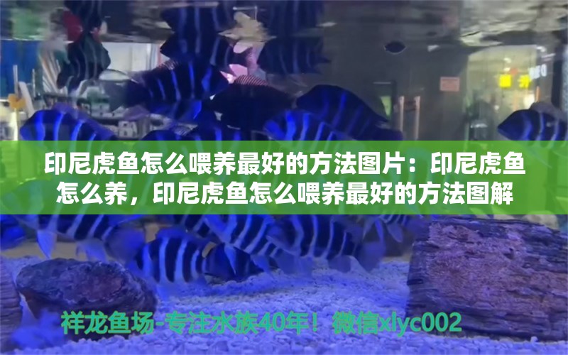 印尼虎鱼怎么喂养最好的方法图片：印尼虎鱼怎么养，印尼虎鱼怎么喂养最好的方法图解 虎鱼百科 第2张