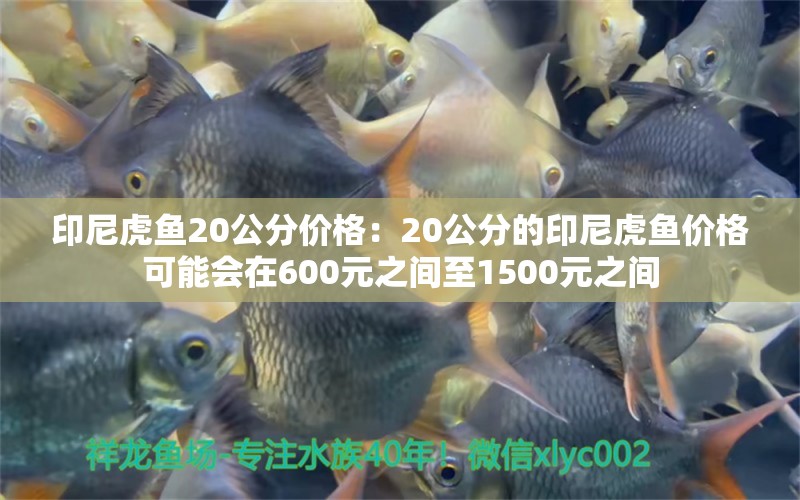 印尼虎鱼20公分价格：20公分的印尼虎鱼价格可能会在600元之间至1500元之间