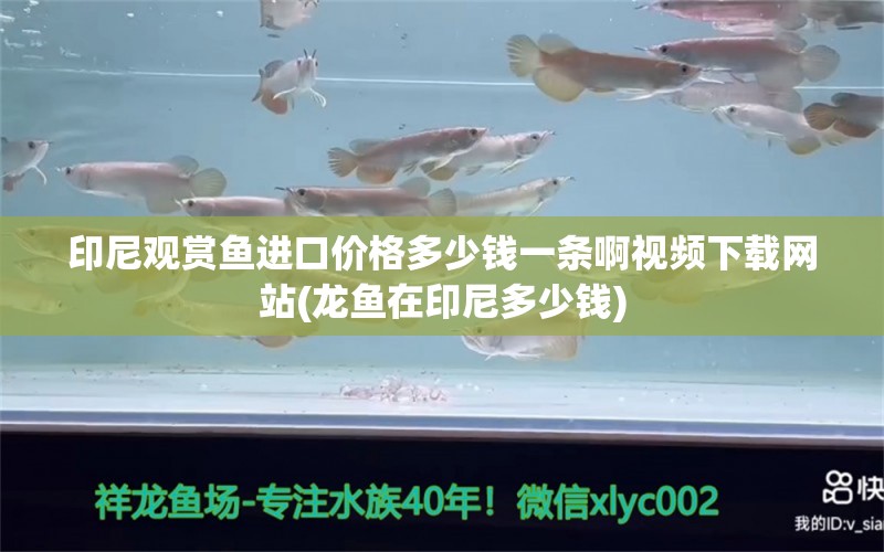 印尼观赏鱼进口价格多少钱一条啊视频下载网站(龙鱼在印尼多少钱) 观赏鱼进出口 第1张