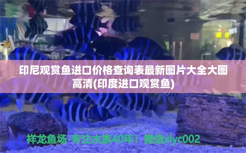 印尼观赏鱼进口价格查询表最新图片大全大图高清(印度进口观赏鱼)