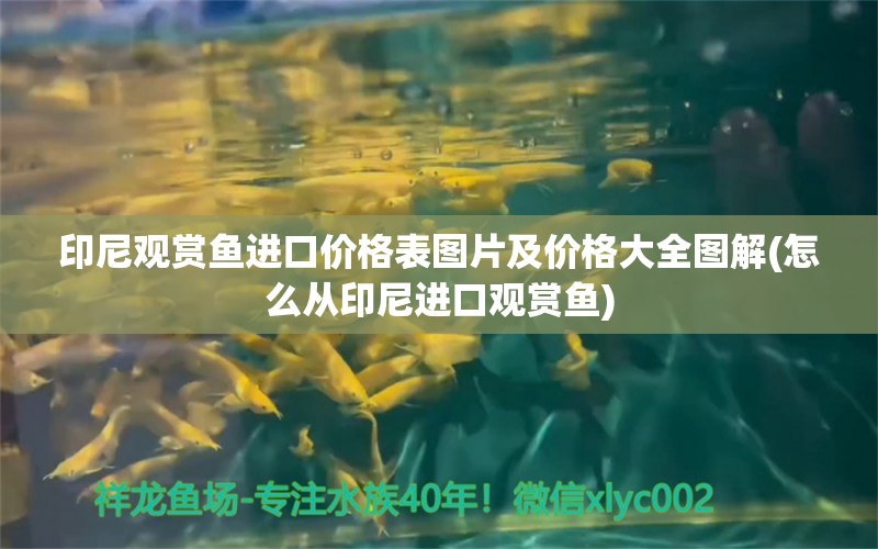 印尼观赏鱼进口价格表图片及价格大全图解(怎么从印尼进口观赏鱼)