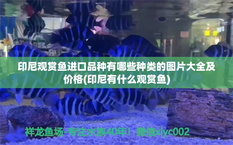 印尼观赏鱼进口品种有哪些种类的图片大全及价格(印尼有什么观赏鱼)