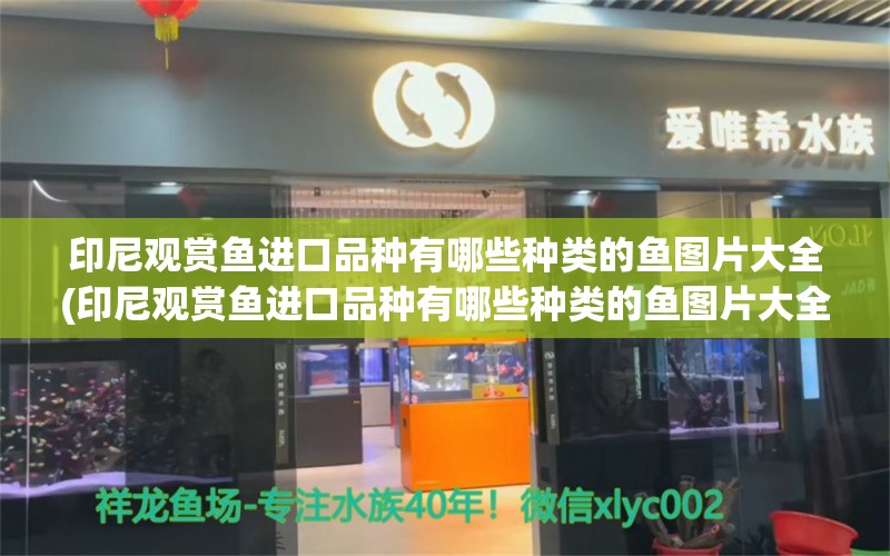 印尼观赏鱼进口品种有哪些种类的鱼图片大全(印尼观赏鱼进口品种有哪些种类的鱼图片大全集)