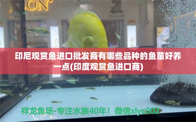 印尼观赏鱼进口批发商有哪些品种的鱼苗好养一点(印度观赏鱼进口商) 观赏鱼进出口 第1张