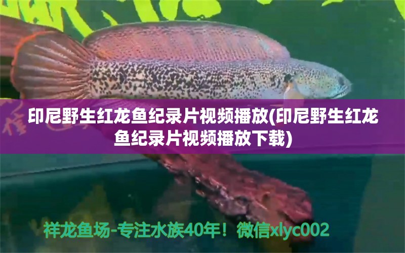 印尼野生红龙鱼纪录片视频播放(印尼野生红龙鱼纪录片视频播放下载)