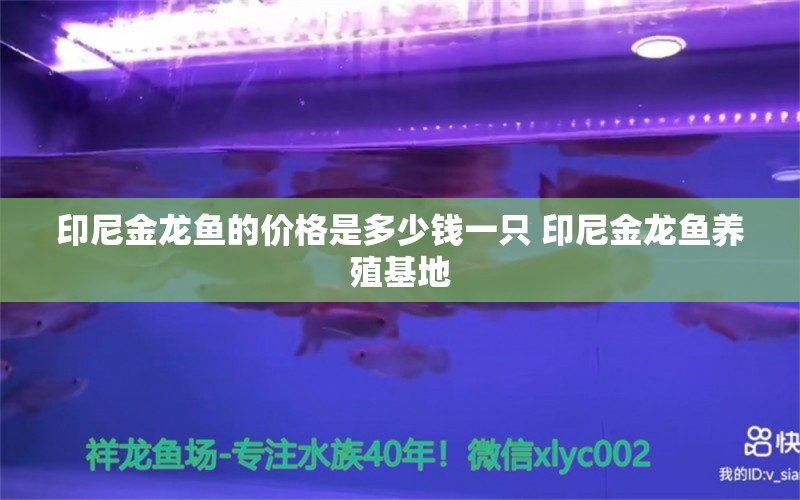 印尼金龙鱼的价格是多少钱一只 印尼金龙鱼养殖基地