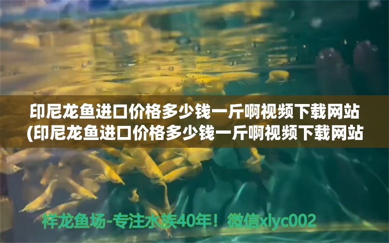 印尼龙鱼进口价格多少钱一斤啊视频下载网站(印尼龙鱼进口价格多少钱一斤啊视频下载网站免费)