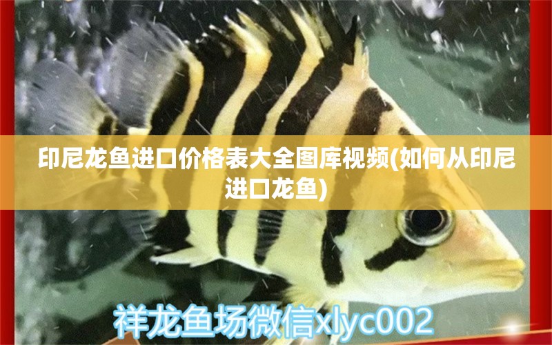 印尼龙鱼进口价格表大全图库视频(如何从印尼进口龙鱼)