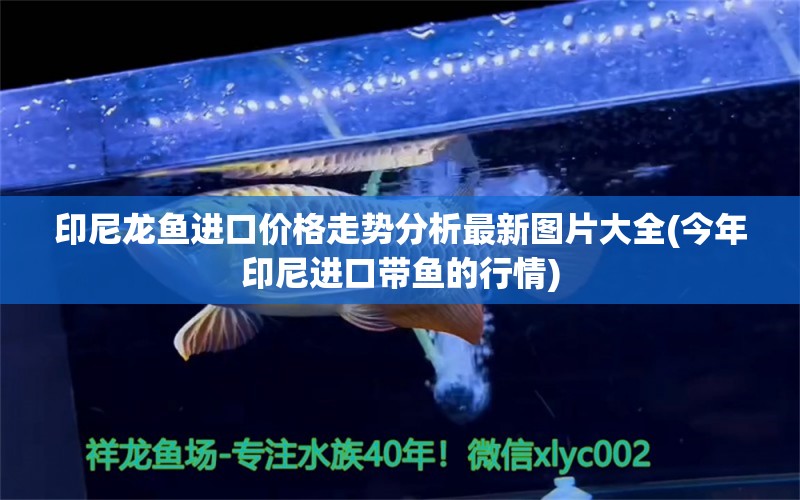 印尼龙鱼进口价格走势分析最新图片大全(今年印尼进口带鱼的行情)