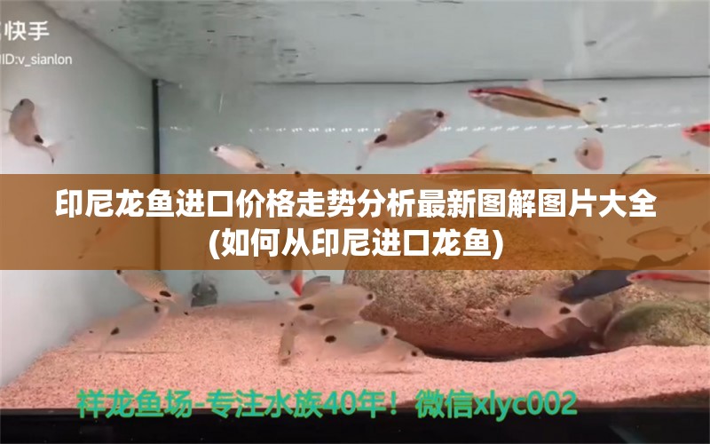 印尼龙鱼进口价格走势分析最新图解图片大全(如何从印尼进口龙鱼)