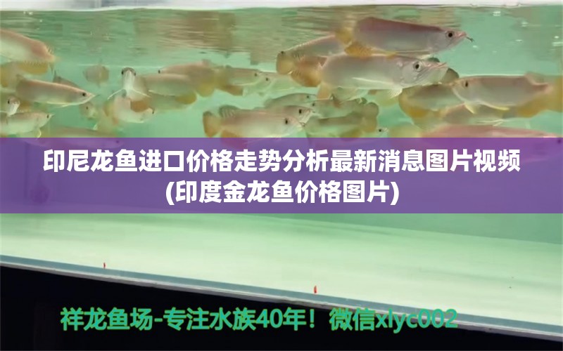 印尼龙鱼进口价格走势分析最新消息图片视频(印度金龙鱼价格图片) 观赏鱼进出口 第1张