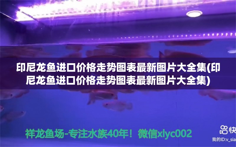 印尼龙鱼进口价格走势图表最新图片大全集(印尼龙鱼进口价格走势图表最新图片大全集) 观赏鱼进出口 第2张