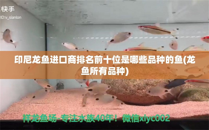 印尼龙鱼进口商排名前十位是哪些品种的鱼(龙鱼所有品种)