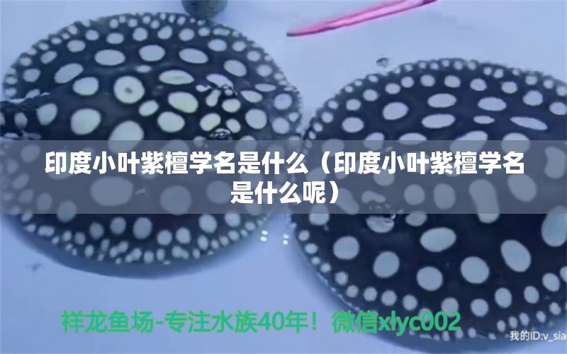 印度小叶紫檀学名是什么（印度小叶紫檀学名是什么呢）