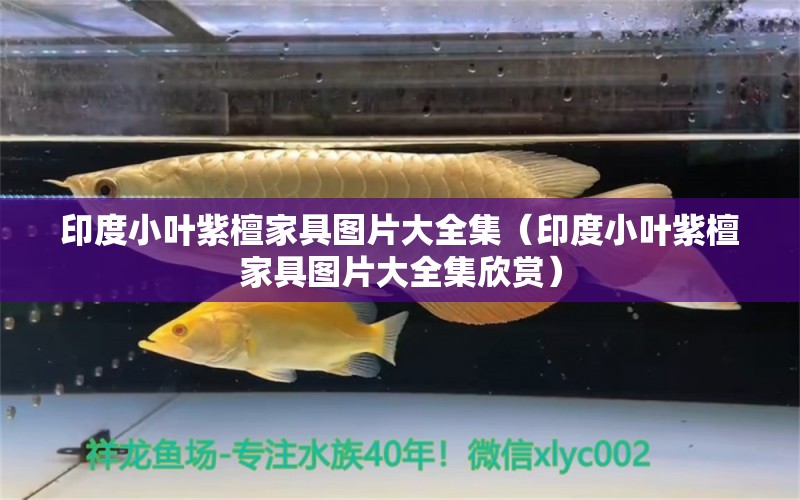 印度小叶紫檀家具图片大全集（印度小叶紫檀家具图片大全集欣赏）