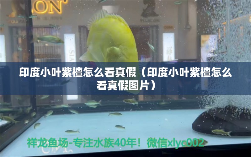 印度小叶紫檀怎么看真假（印度小叶紫檀怎么看真假图片）