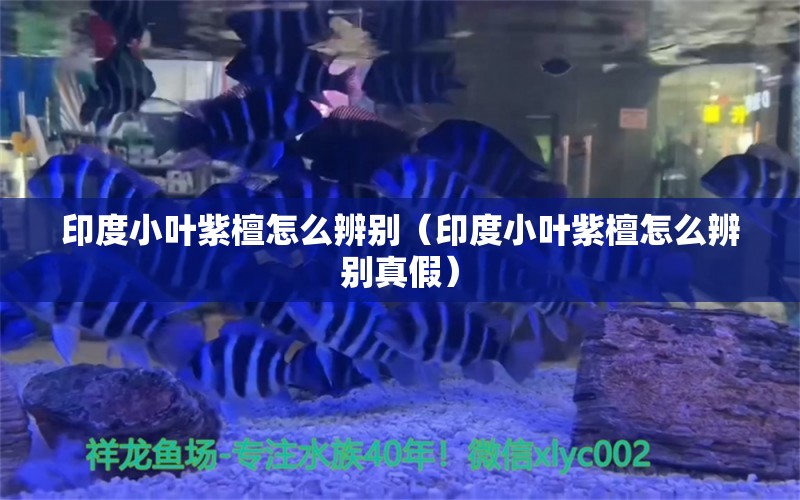 印度小叶紫檀怎么辨别（印度小叶紫檀怎么辨别真假）