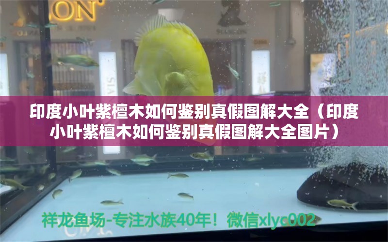 印度小叶紫檀木如何鉴别真假图解大全（印度小叶紫檀木如何鉴别真假图解大全图片）