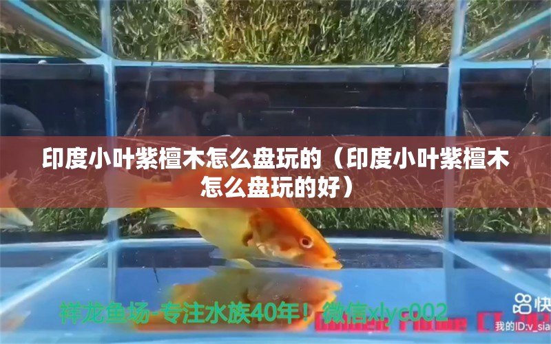 印度小叶紫檀木怎么盘玩的（印度小叶紫檀木怎么盘玩的好）